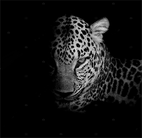 depositphotos_80553550-stock-photo-black-white-leopard-portrait-isolate